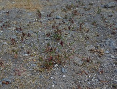Polygonum spergulariiforme