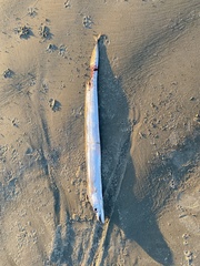 Lepidopus caudatus