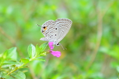 Luthrodes pandava peripatria