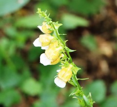 Digitalis laevigata