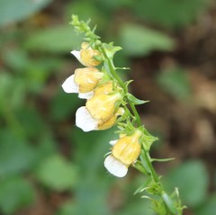 Digitalis laevigata