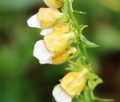 Digitalis laevigata