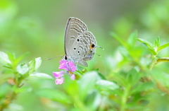 Luthrodes pandava peripatria