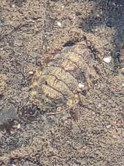 Lepidochitona cinerea