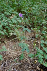 Sidalcea asprella nana