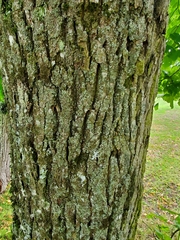 Tilia platyphyllos