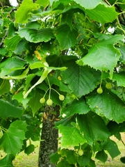 Tilia platyphyllos