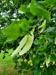 Tilia platyphyllos