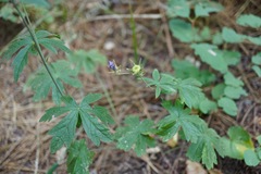 Sidalcea asprella nana
