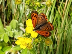 Lycaena panava