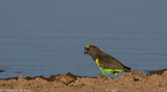 Poicephalus meyeri