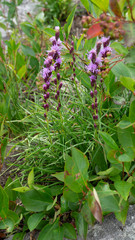 Liatris helleri