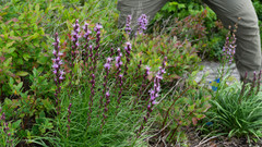 Liatris helleri