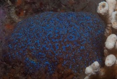 Eudistoma