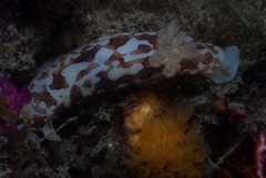 Aphelodoris brunnea