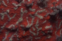 Echinoclathria