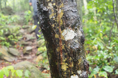 Maculonecroscia shukayi