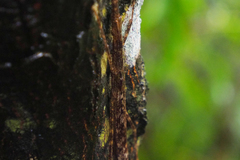 Maculonecroscia shukayi