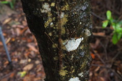 Maculonecroscia shukayi