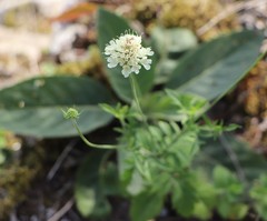 Scabiosa ochroleuca