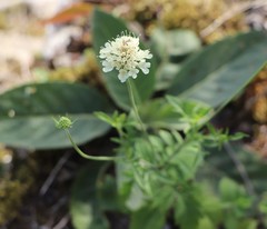 Scabiosa ochroleuca