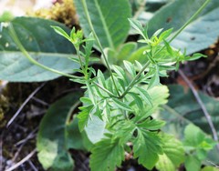 Scabiosa ochroleuca