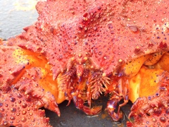 Echidnocerus cibarius