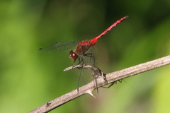 Sympetrum