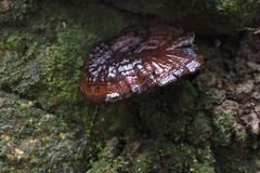 Sanguinoderma
