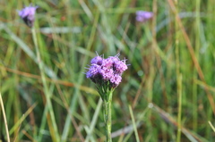 Carphephorus pseudoliatris