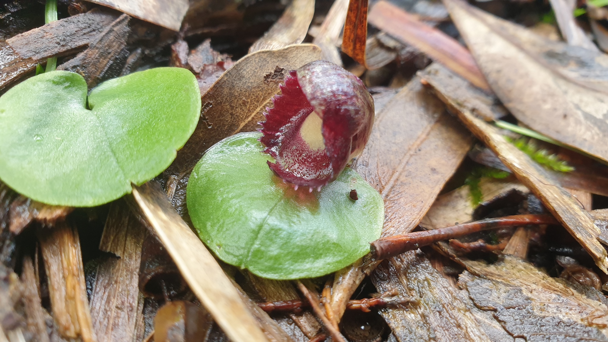 Corybas ×