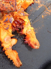 Echidnocerus cibarius