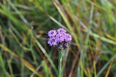 Carphephorus pseudoliatris