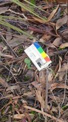 Corybas × miscellus