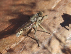 Asilidae