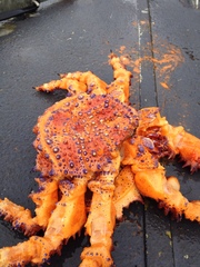 Echidnocerus cibarius