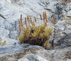 Plantago subulata