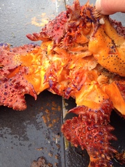 Echidnocerus cibarius