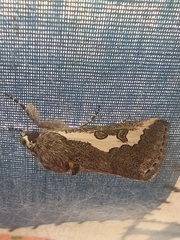 Euscirrhopterus gloveri