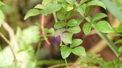 Rosa pricei