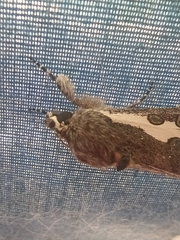 Euscirrhopterus gloveri