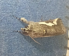 Euscirrhopterus gloveri