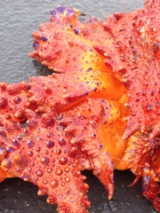 Echidnocerus cibarius