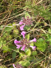Clinopodium vulgare