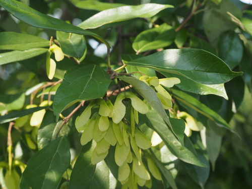 Acer coriaceifolium