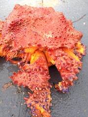 Echidnocerus cibarius