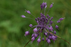 Allium carinatum pulchellum