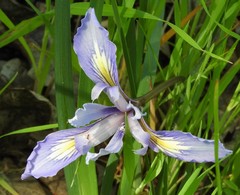 Iris macrosiphon