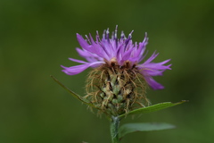 Centaurea rhaetica