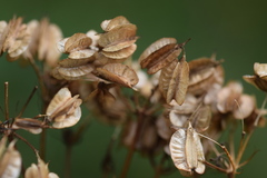 Laserpitium peucedanoides